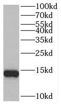 BEX2 Antibody