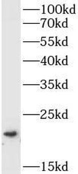 BID Rabbit Polyclonal Antibody