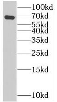 CEL Antibody