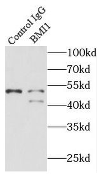BMI1 Antibody