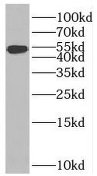 BMP4 Antibody