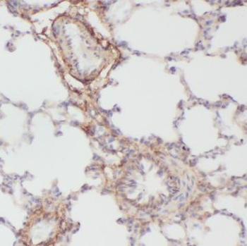 BMP4 Rabbit Polyclonal Antibody