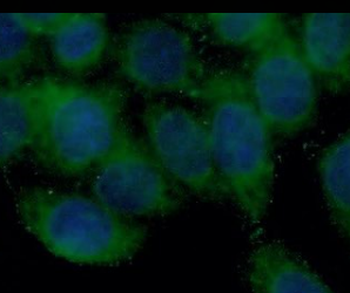 BMP7 Antibody