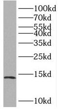 BOLA1 Antibody