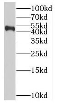BPIFB2 Antibody