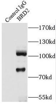 BRD2 Antibody