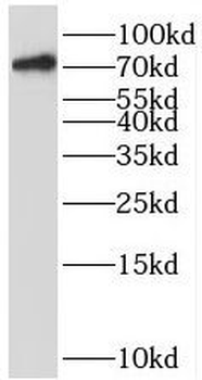 BRD7 Antibody
