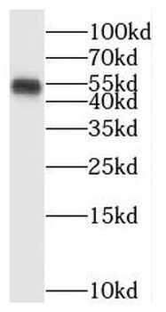BTBD1 Antibody