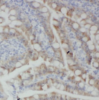 BTG2 Antibody