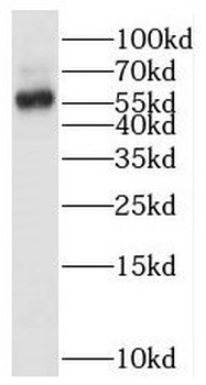 BTN2A2 Antibody