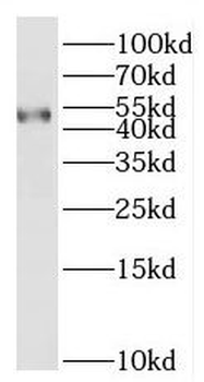 BTNL8 Antibody