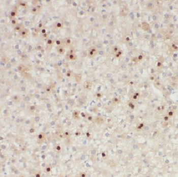C11orf54 Rabbit Polyclonal Antibody