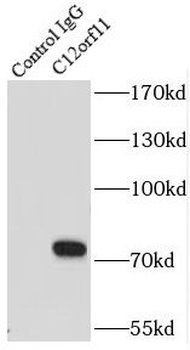 INTS13 Antibody