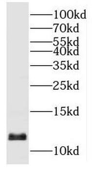 SLIRP Antibody