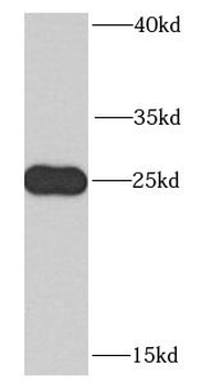 RTRAF Antibody