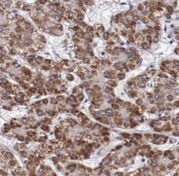 PHAF1 Rabbit Polyclonal Antibody
