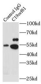 SMG9 Antibody