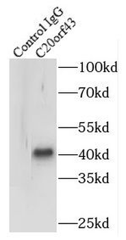 RTF2 Antibody