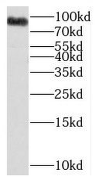 PAXBP1 Antibody
