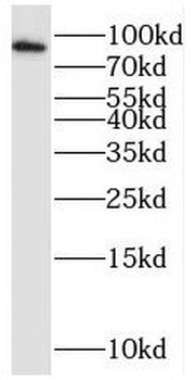 GCFC2 Antibody