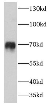 C4BPA Antibody