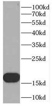 OARD1 Antibody
