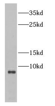 CENPW Antibody