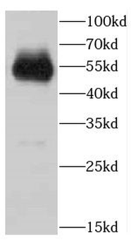 ARMT1 Antibody