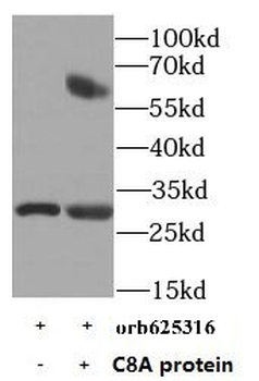 C8A Antibody