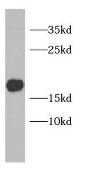 PLGRKT Antibody