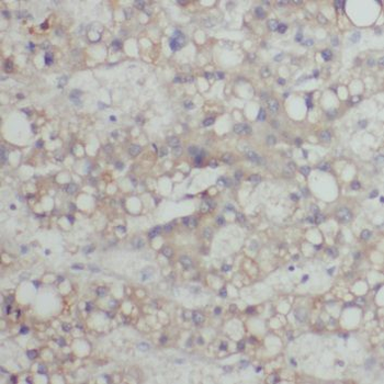 CACNG1 Antibody