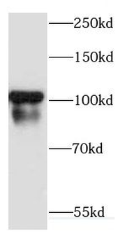 CDH18 Antibody