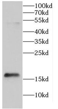 CALML5 Rabbit Polyclonal Antibody