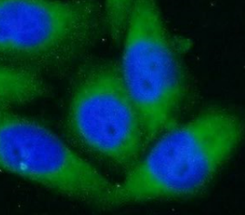CANX Antibody