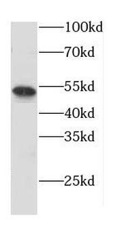 CNR1 Antibody
