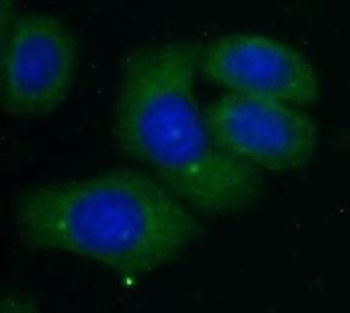 CAPRIN2 Antibody