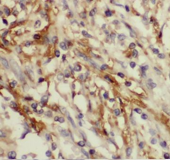 CAPSL Rabbit Polyclonal Antibody