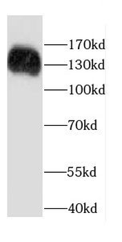 CARD11 Antibody