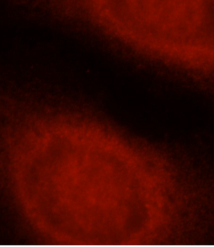 CASP8 Rabbit Polyclonal Antibody