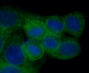 CASP8 Antibody