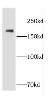 CNTNAP1 Antibody