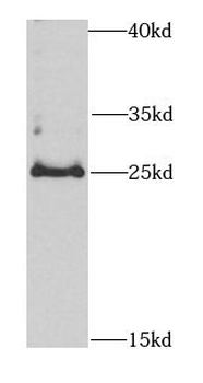 CBR4 Antibody