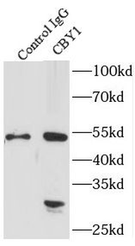 CBY1 Antibody
