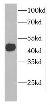 CFAP36 Rabbit Polyclonal Antibody