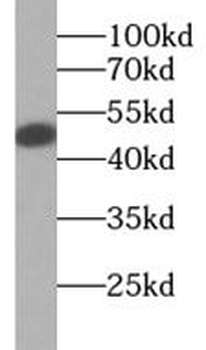 CCDC153 Rabbit Polyclonal Antibody