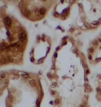 CCDC158 Rabbit Polyclonal Antibody