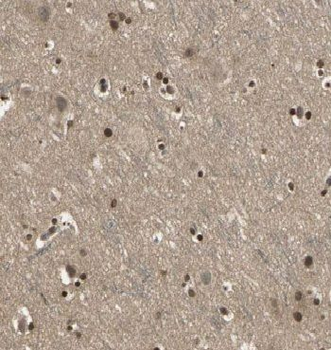 CCDC42 Antibody