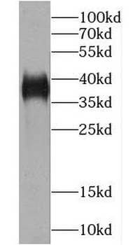 CCDC50 Antibody