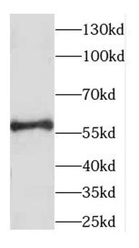 CCDC65 Antibody