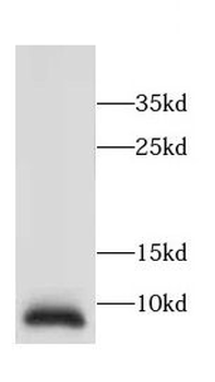 TMA7 Antibody